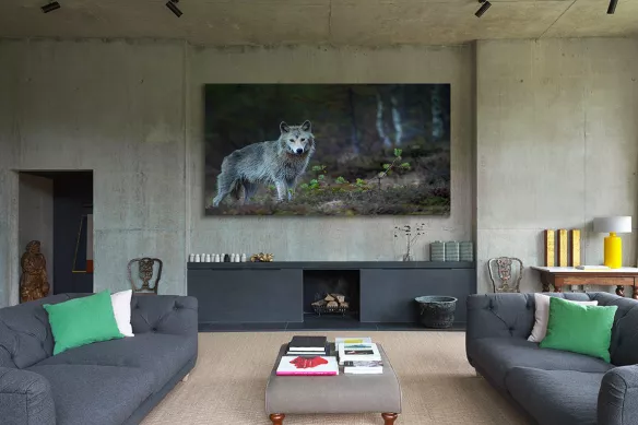 tableau-toile loup