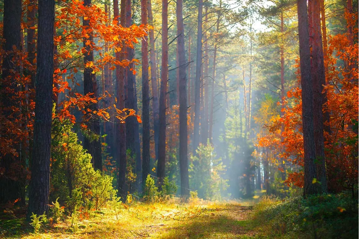 Tableau-foret-ressourçante