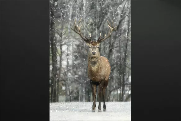 toile-paysage-cerf