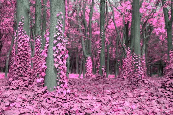Toile foret lierre rose