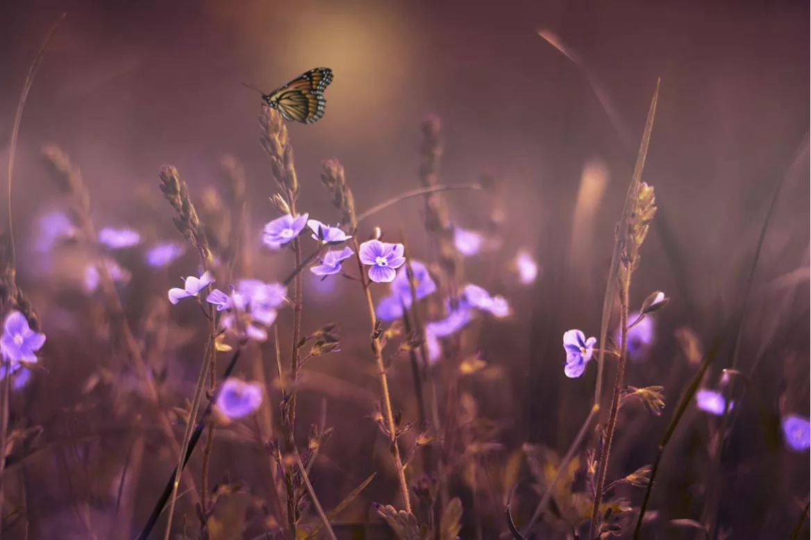 tableau-papillon-butineur