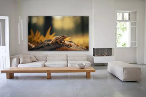 Tableau photo Grenouille et champignons