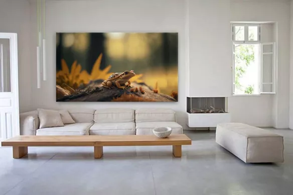 Tableau photo Grenouille et champignons