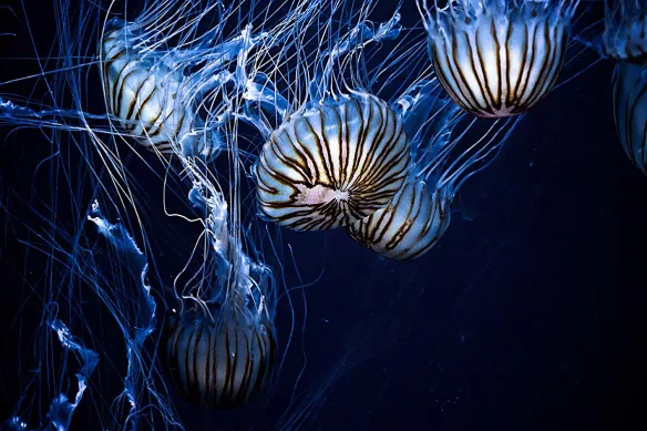 tableau-sur-toile-meduse-bleue