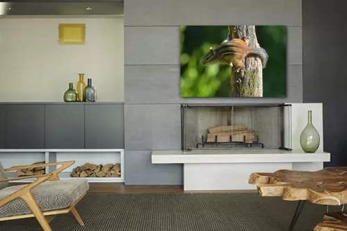 Tableau déco Ecureuil Roux