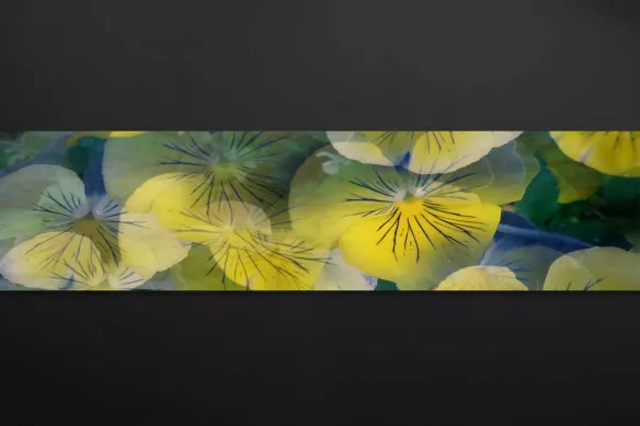 crédence-cuisine-fleurs-pensées-jaunes