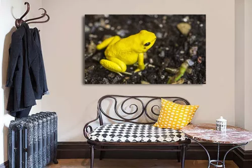 Tableau original Terribilis grenouille