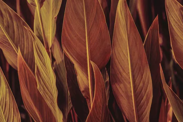 tableau-nature-feuillage-orangé