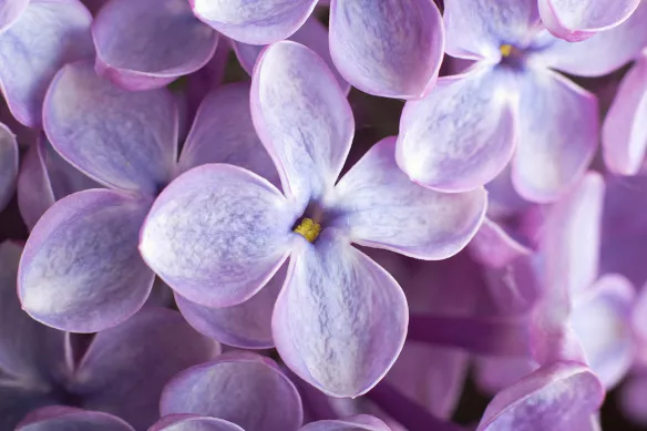 tapisserie-chambre-lilas-delicats