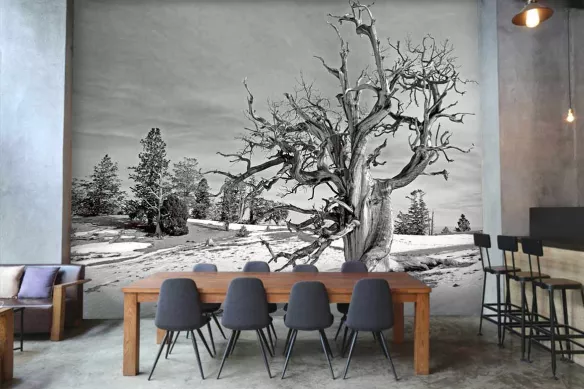 Papier Peint Noir et Blanc :  Arbre Centenaire sous la Neige