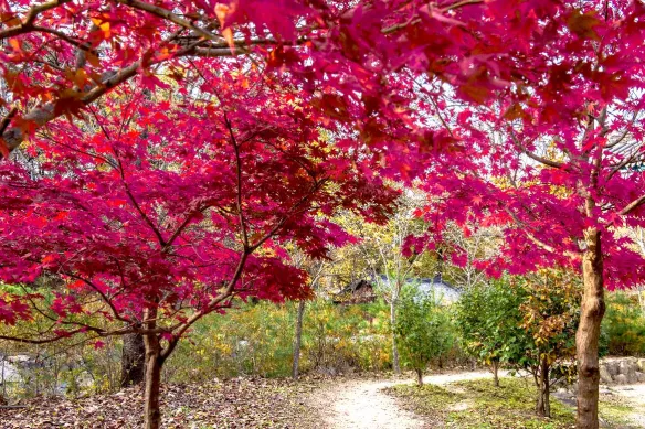 papier-peint-panoramique-arbres-roses