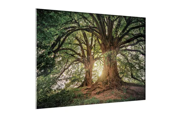 impression sur verre - Arbre centenaire