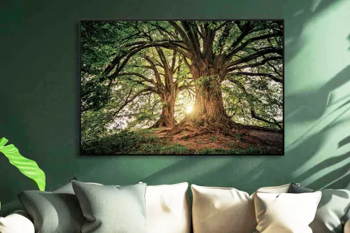 impression sur verre - Arbre centenaire