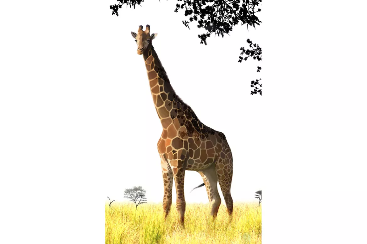 Tableau Girafe salon savane