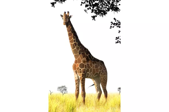 tableau girafe