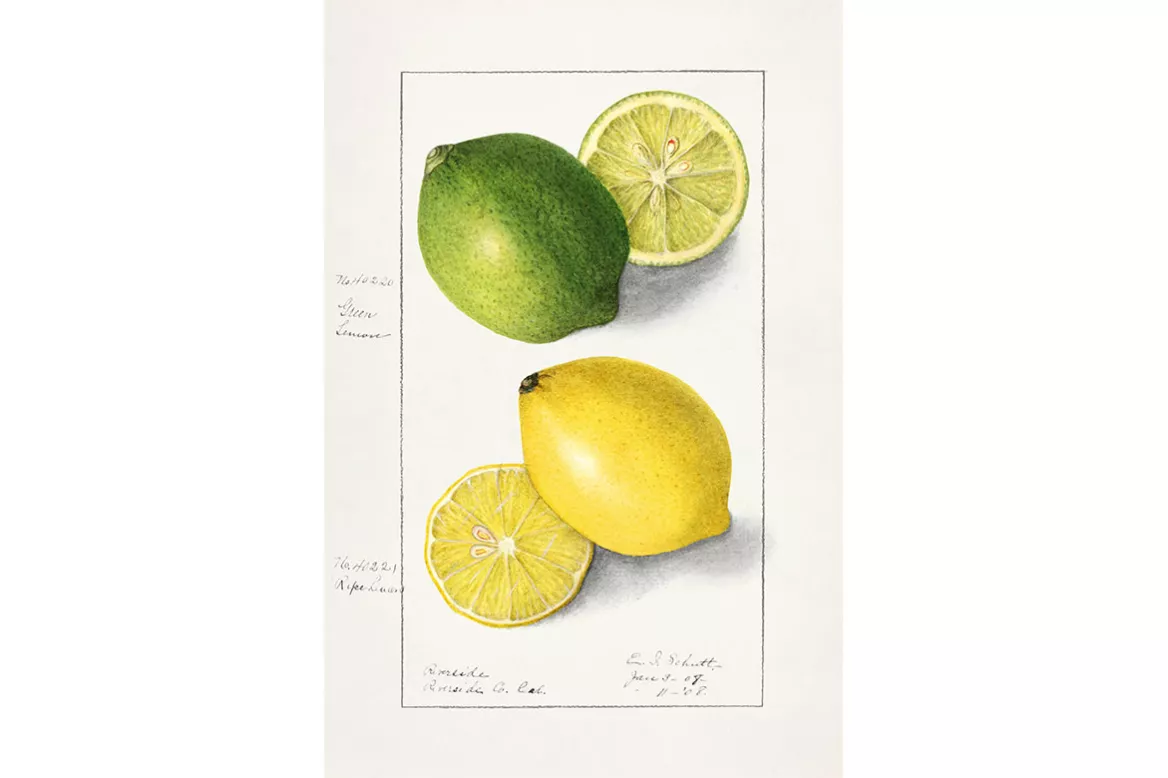 Tableau Cuisine Duo Citronné