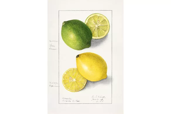 Toile Cuisine Duo Citronné