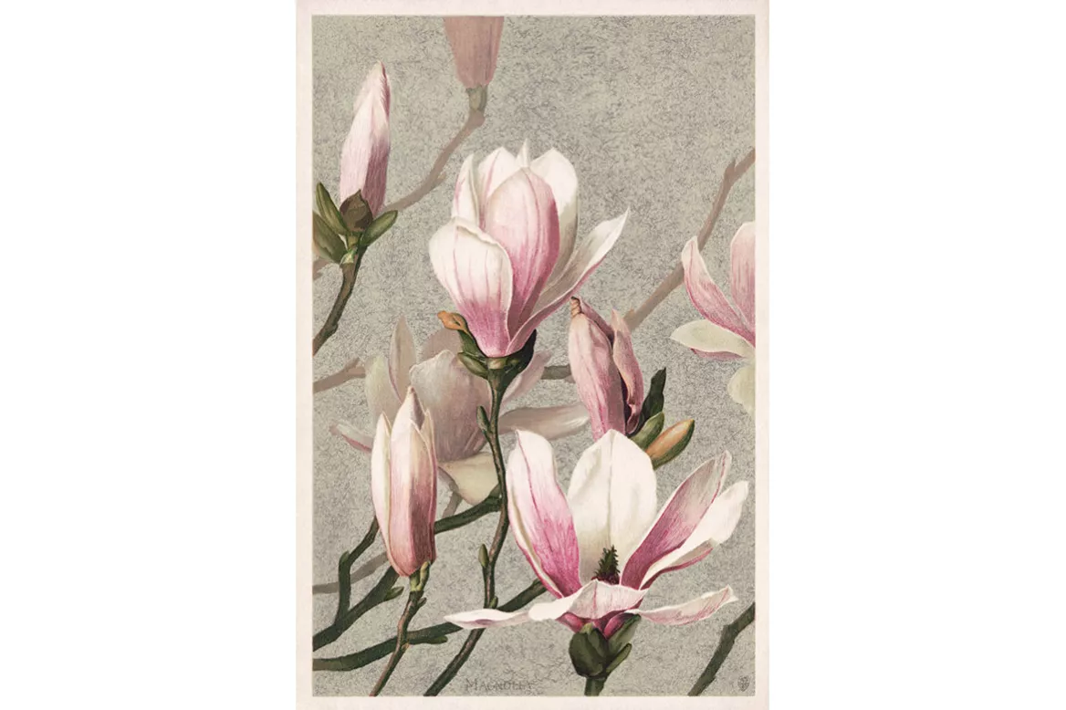 Toile Déco Magnolia Vintage