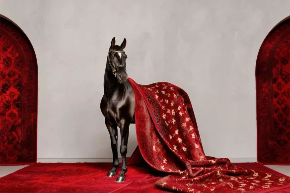 Papier peint animaux cheval - Belle monture