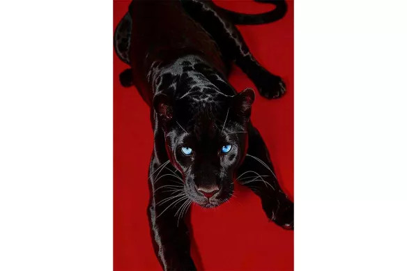 Tableau déco animaux La Panthère Noire