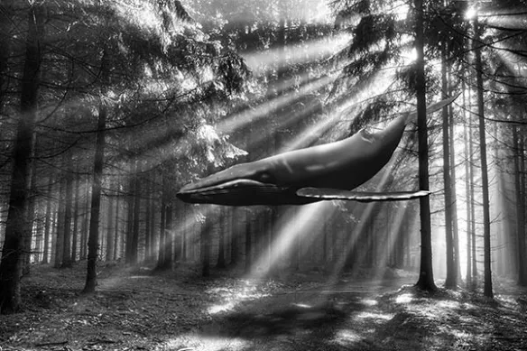 baleine bleu volante forêt 