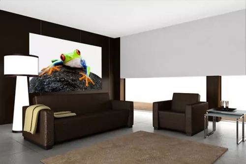 Tableau déco Grenouille 