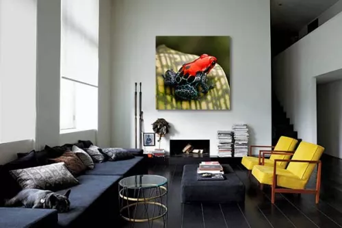Tableau déco grenouille rouge