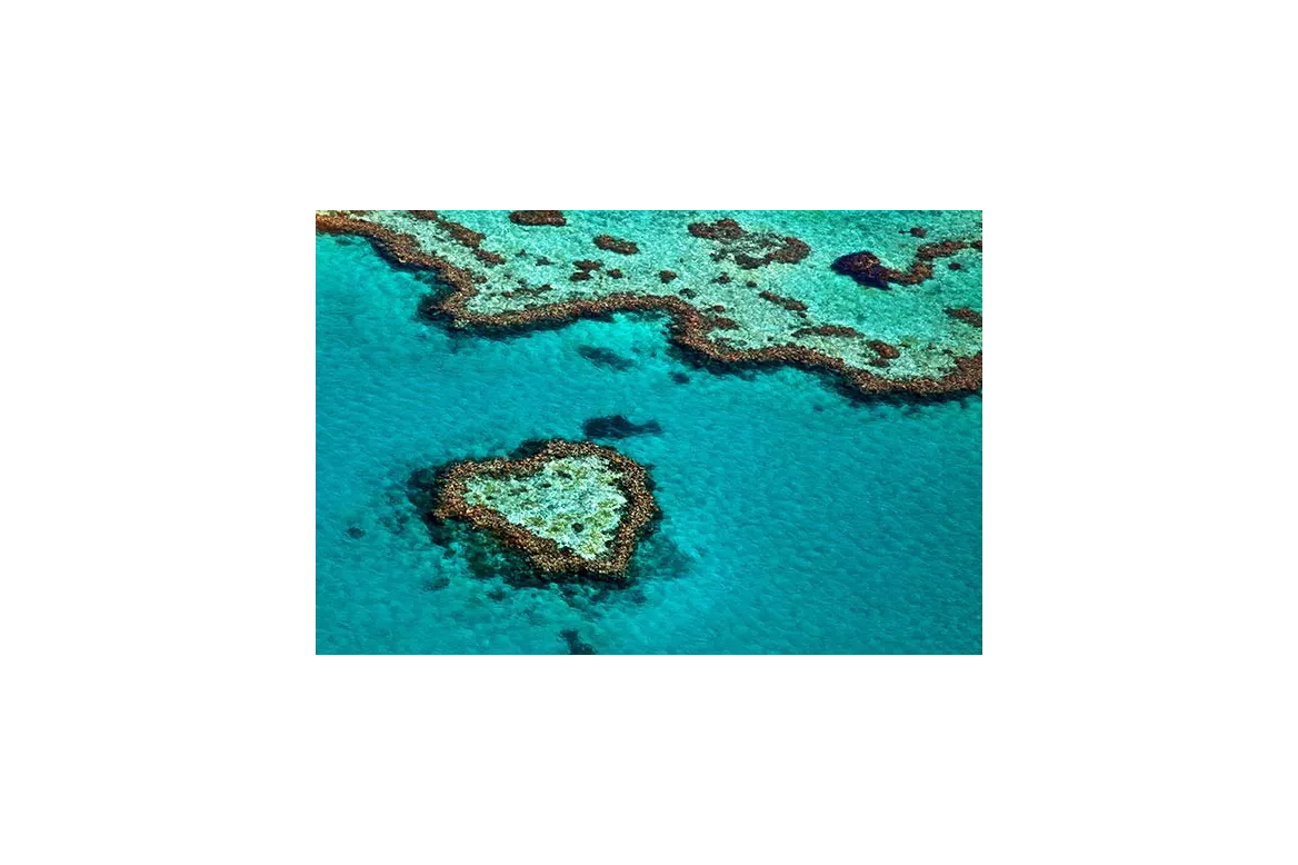 corail fome de Coeur