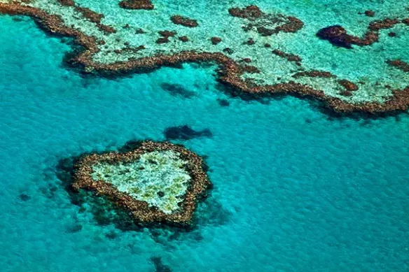 corail fome de Coeur