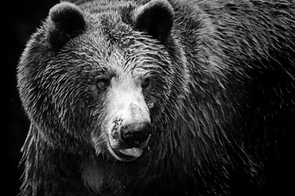grizzli ours brun
