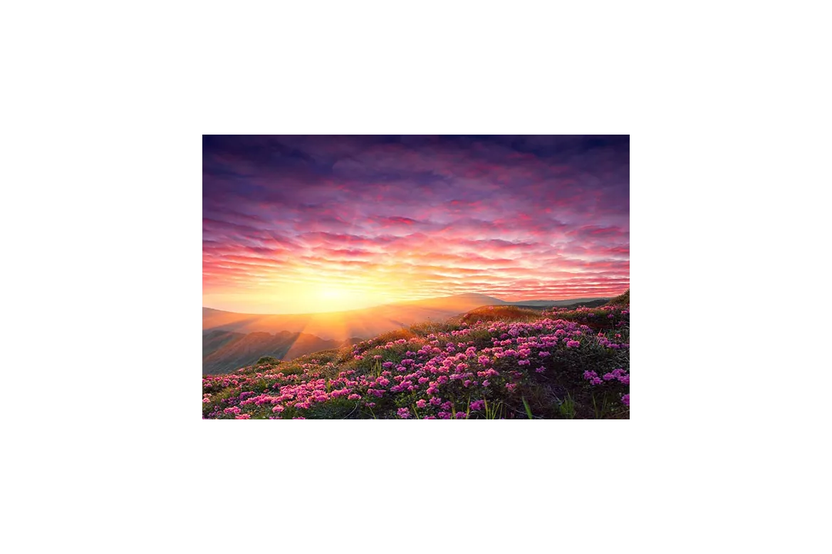 Toile paysage vallée fleuri