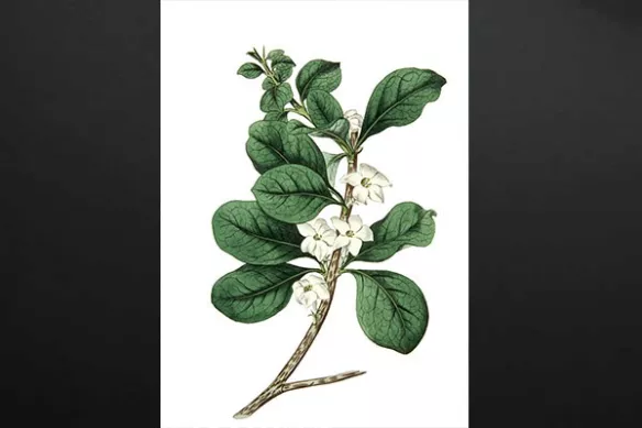 Toile décoration Fleur Dessinée 