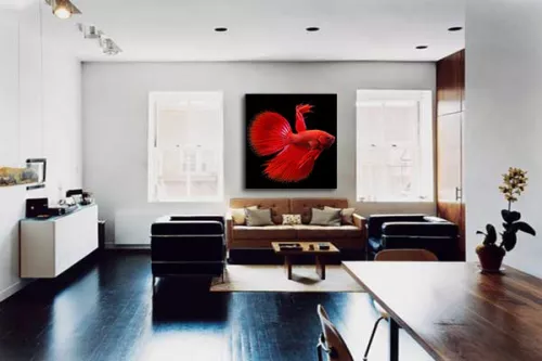 Tableau Design Poisson Rouge Combattant