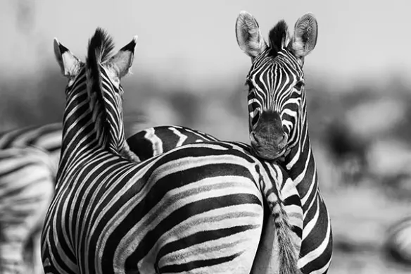 Zèbres de Namibie
