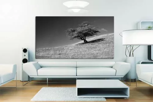 Tableau déco Platane