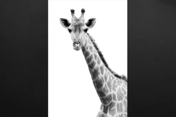 Toile imprimée Girafe noir et blanc