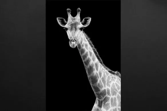 Toile déco Girafe noir et blanc