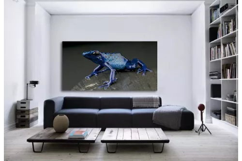 Tableau mural Grenouille Bleue