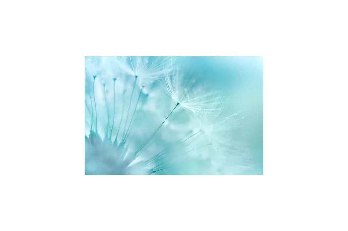 Tableau déco Dandelion