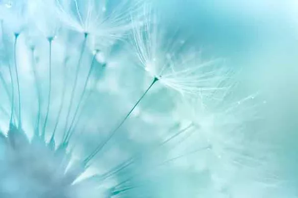 Tableau déco Dandelion