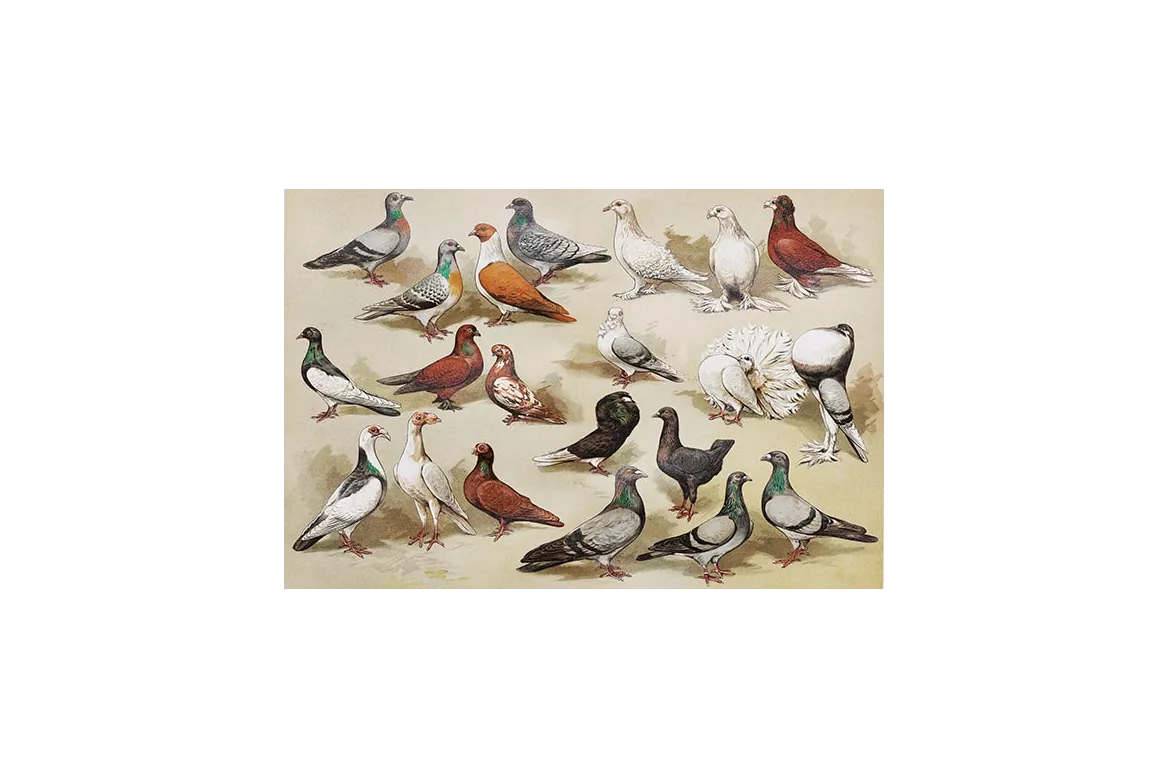 Tableau original Pigeons