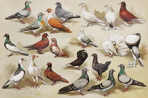 Tableau retro vintage Pigeons