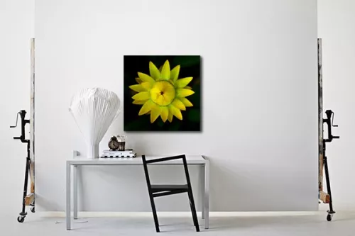 Tableau déco Gazania
