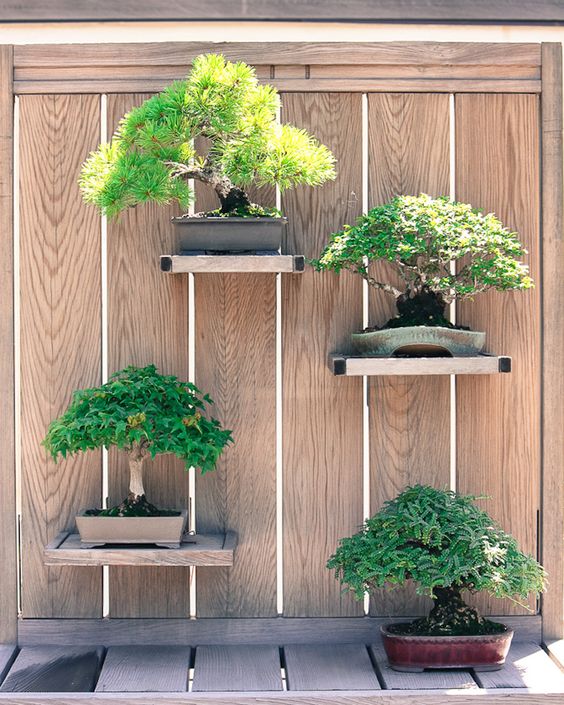 déco japonaise : bonsai